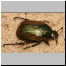 Anomala dubia - Julikaefer 04.jpg